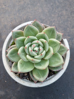 11cm pot Echeveria Pink Champaign 粉香槟