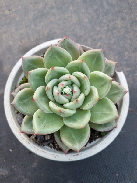 11cm pot Echeveria Pink Champaign 粉香槟