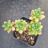 Echeveria Supia 酥皮鸭