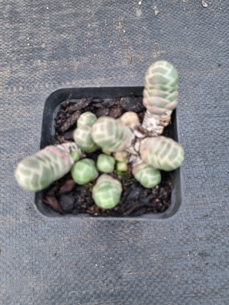 Crassula Barklyi 玉椿