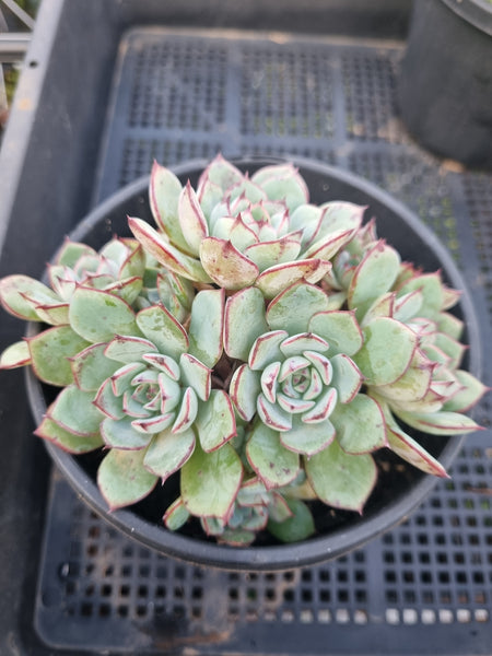 *GLGhybrid(2-18) Echeveria Ballsii Hybrid 灰姑娘杂