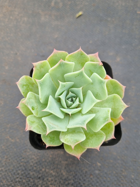 *GLGhybrid(1-1586) Echeveria Hyalina hybrid 海琳娜杂