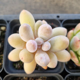 *GLGhybrid(1-1685) Special hybrid pack of 4