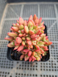 Echeveria No ID