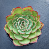 *GLGhybrid(2-98) Echeveria pulidonis 'Christmas' hybrid 墨西哥花月夜杂