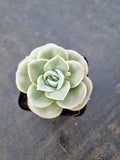 Graptoveria Lovely Rose - wide leaf 大叶可爱玫瑰