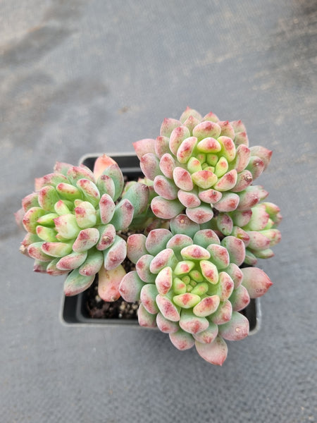 Sedeveria Blue Elf 蓝精灵（蓝苹果）