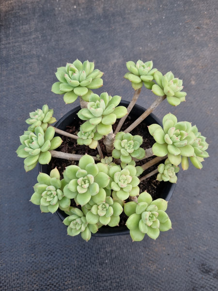*GLGhybrid(2-299) Graptopetalum Mendozae hybrid 丸姬杂