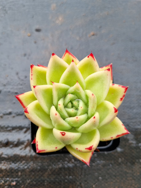 *GLGhybrid(1-1537) Echeveria Agavoides Lipstick hybrid 口红杂
