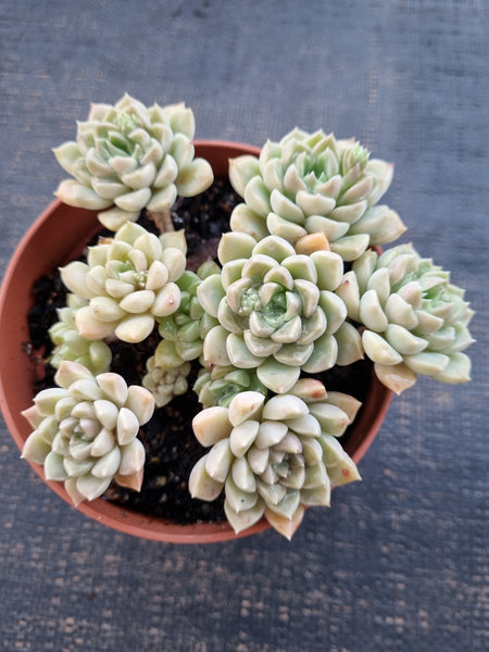 *GLGhybrid(2-334) Graptopetalum Mendozae hybrid 丸姬杂