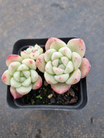 Echeveria Rumengling 如梦令