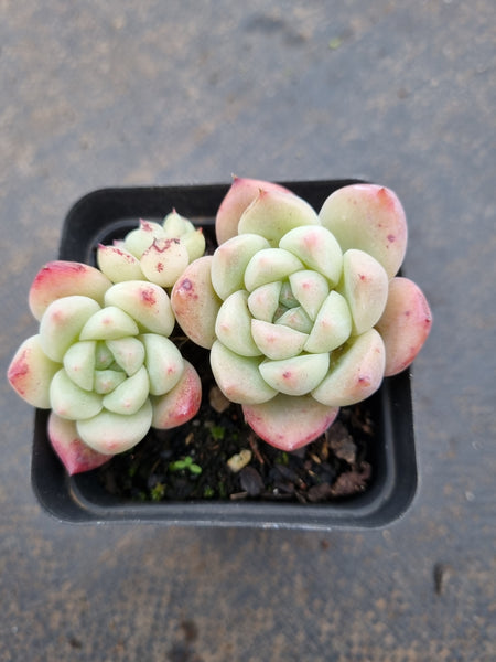 Echeveria Rumengling 如梦令