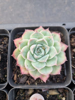 *GLGhybrid(1-906) Special hybrid pack of 4