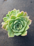 *GLGhybrid(1-384) Echeveria Elegans 'Alba' hybrid 白月影杂
