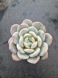 Echeveria Monroe 梦露