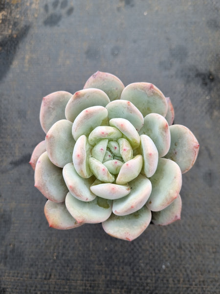 Echeveria Monroe 梦露
