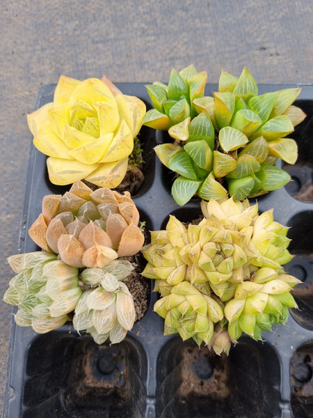 Value bundle of 4 Haworthia 玉露套餐4颗
