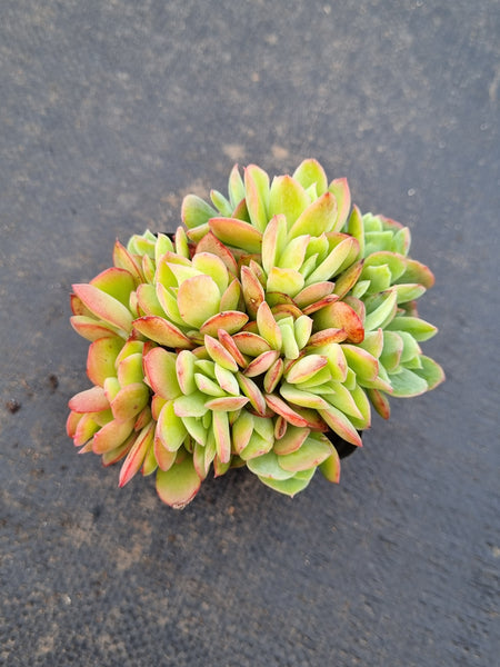 Echeveria Low 绮罗