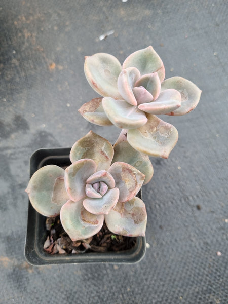 Graptoveria 'Mrs Richards/Gypsy 彩虹糖