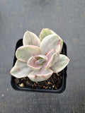 Echeveria Decora (variegated plants) 德克拉锦