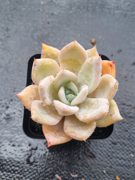 *GLGhybrid(1-1464) Echeveria Mexican Giant hybrid 巨人杂