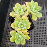 *GLGhybrid(1-23) Echeveria Ballsii Hybrid 灰姑娘杂