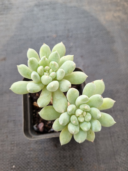 *GLGhybrid(1-395) Echeveria Gilo hybrid 财路杂