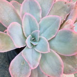 *GLGhybrid(2-390) Echeveria Cante hybrid  广寒宫杂