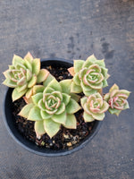 *GLGhybrid(2-353)  Echeveria Agavoides hybrid 冬云杂