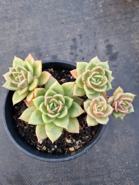 *GLGhybrid(2-353)  Echeveria Agavoides hybrid 冬云杂