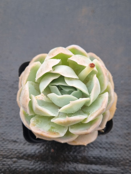 *GLGhybrid(1-1475) Echeveria Mexican Snowball hybrid 墨西哥雪球杂