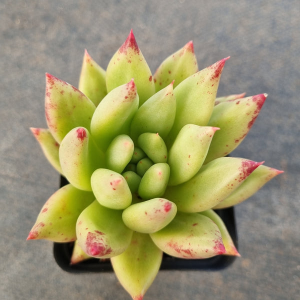 *GLGhybrid(1-1675) Echeveria agavoides Ebony hybrid 乌木杂