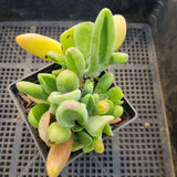 Kalanchoe firefox 火狐狸