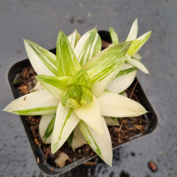 Haworthia Xantha Gold varigated 黄金凝脂菊锦