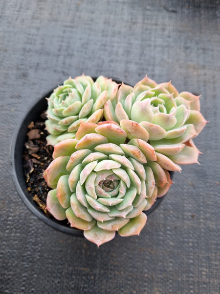 *GLGhybrid(2-22) Echeveria Elegans 'Alba' hybrid 白月影杂