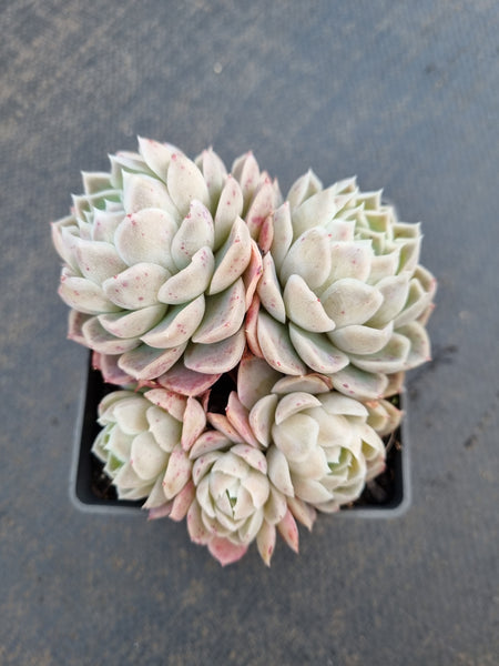 9cm pot Echeveria Icy Beauty 冰美人9cm盆
