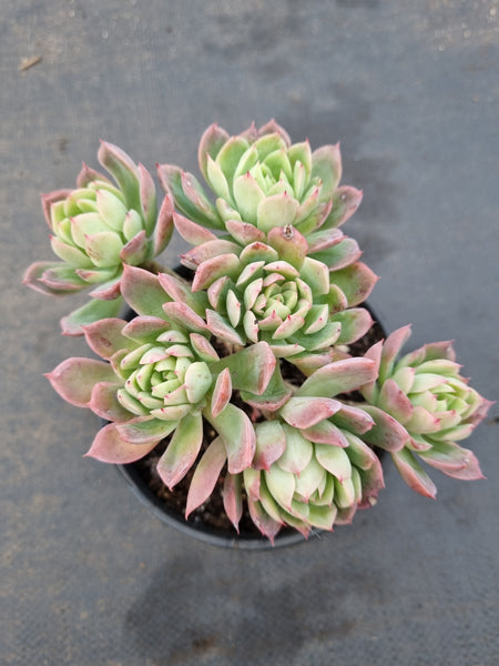 11cm pot Echeveria Bradburiana 蓝安娜/火焰杯11cm盆