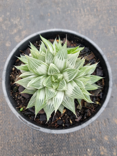 11cm pot Haworthia Grey Ghost