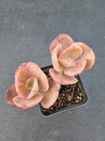 *GLGhybrid(1-1070) Echeveria hybrid