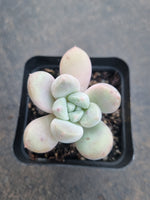 *GLGhybrid(1-803) Pachyveria Elaine hybrid 香水杂