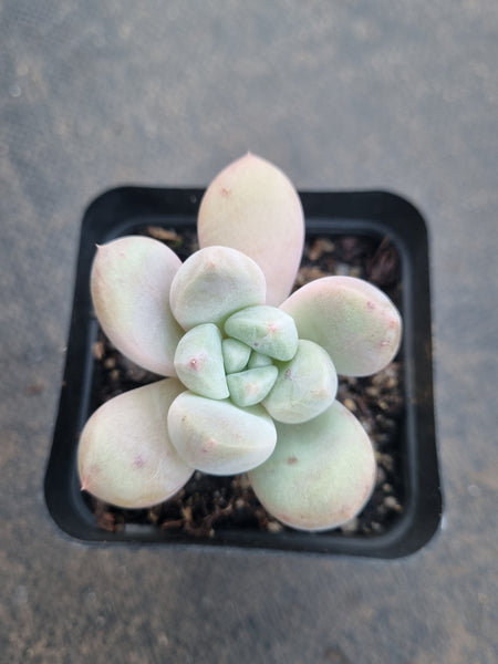 *GLGhybrid(1-803) Pachyveria Elaine hybrid 香水杂