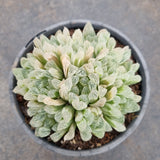 11cm pot Haworthia Silver Swirls  白斑玉露11cm盆