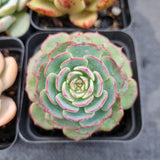 *GLGhybrid(1-508) Special hybrid pack of 4
