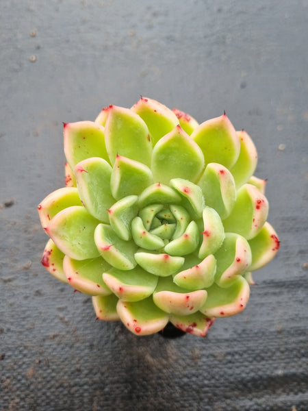 *GLGhybrid(1-1437) Echeveria cuspidata var. Zaragozae hybrid 黑爪杂