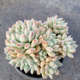 11cm pot Echeveria Rumengling 如梦令11cm盆