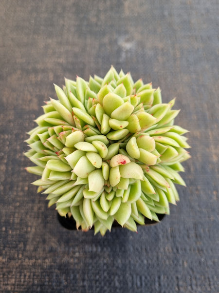 *GLGhybrid(1-1243)  Echeveria Gilva hybrids crested 玉杯东云杂缀化