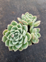 *GLGhybrid(1-699) Echeveria Elegans 'Alba' hybrid 白月影杂
