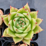 *GLGhybrid(1-502) Special hybrid pack of 4