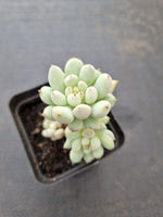 Pachyveria sp. (ice cream）冰淇淋