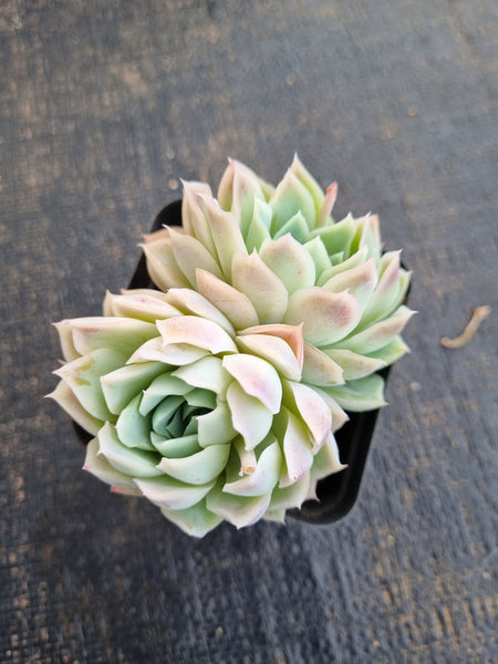 *GLGhybrid(1-1271) Echeveria Halbingeri hybrid 海滨格瑞杂